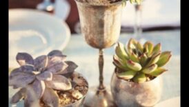 האם אתה יכול להציע דרכים יצירתיות להשתמש בסוקולנטים בעיצוב מינימליסטי?