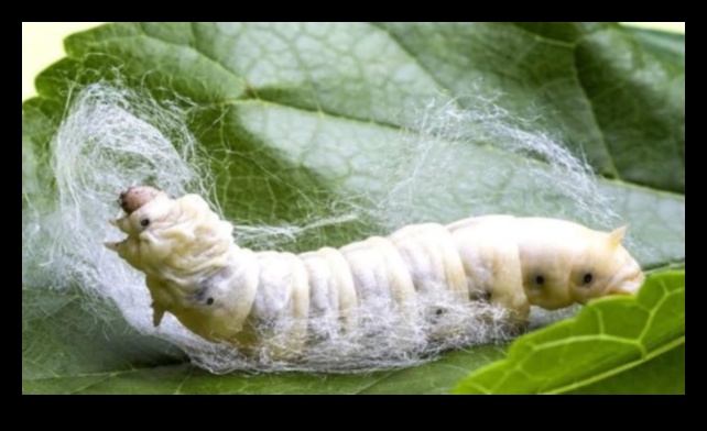 משי ותרבות: ייצוגים אמנותיים בתרבות אסיה