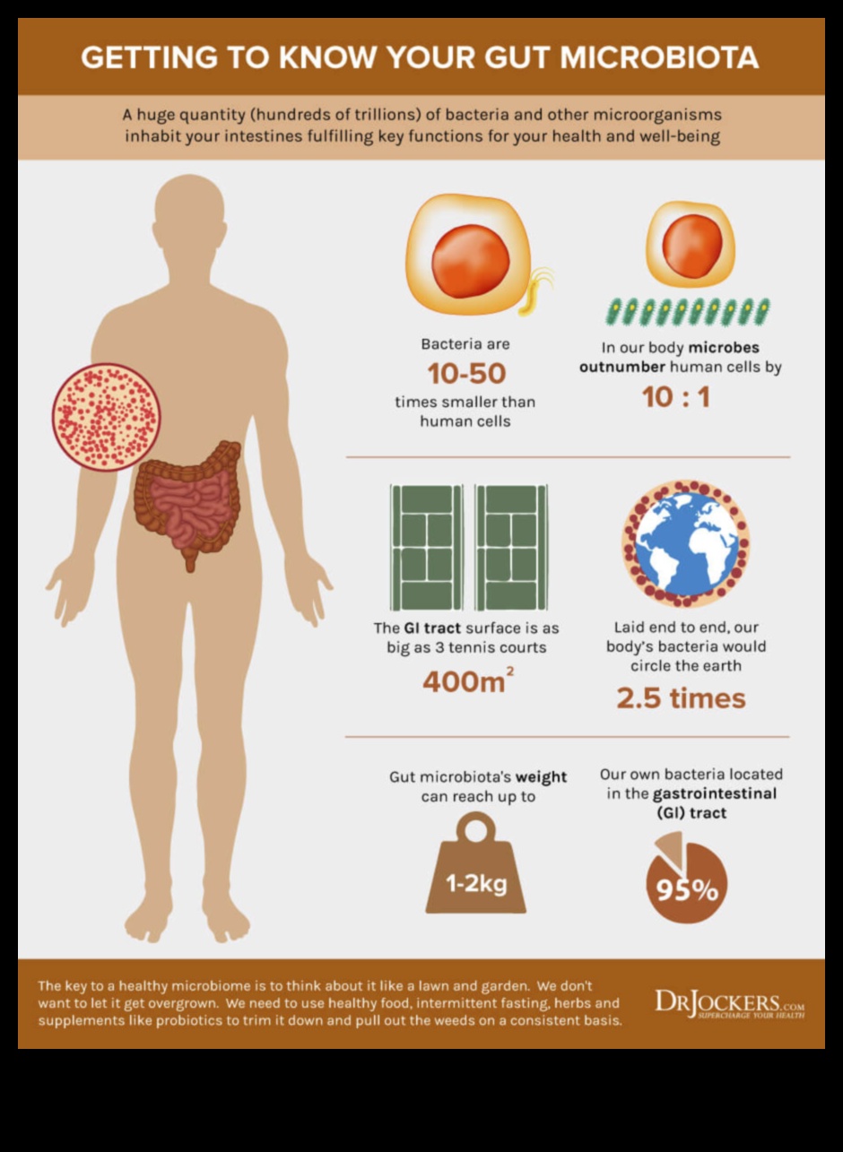 קטו ומיקרוביום המעי: אינטראקציה דינמית