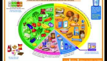 פירוק המרכיבים של דיאטת אורח חיים מוצלחת