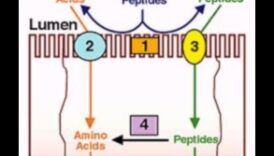 ספיגת חלבון וחומרי תזונה: איזון עדין