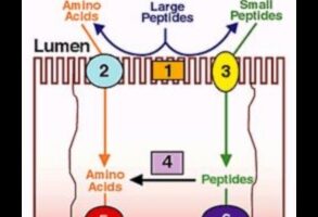 ספיגת חלבון וחומרי תזונה: איזון עדין