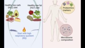 דיאטות ארוכות טווח ואיזון הורמונלי: הפרדת עובדה מסיפורת