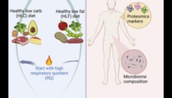 דיאטות ארוכות טווח ואיזון הורמונלי: הפרדת עובדה מסיפורת