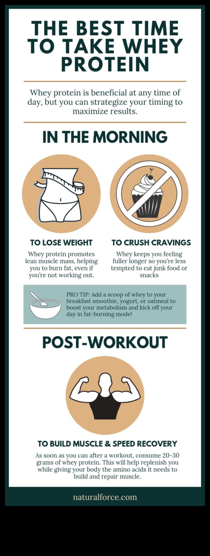 התפקיד של תזמון חלבון בתזונה עתירת חלבונים