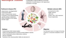 תפקידם של קטונים בניהול מצבים כרוניים